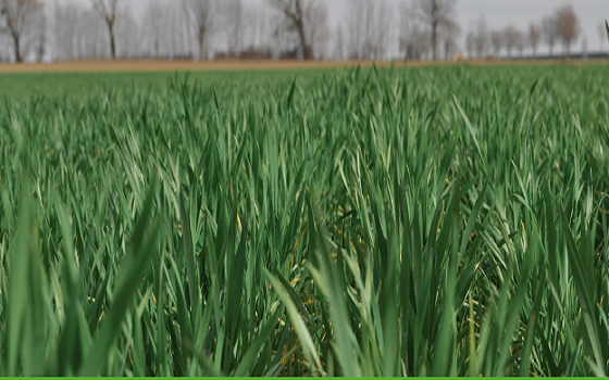 Ефективне підживлення