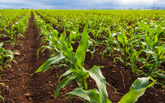 Своєчасне внесення добрив у польові культури