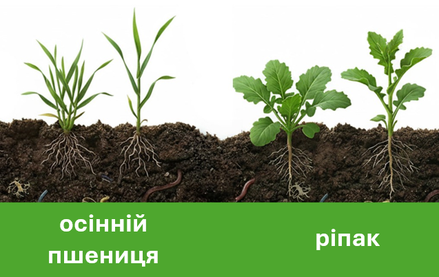 Проведіть підживлення озимої пшениці та ріпаку вчасно!